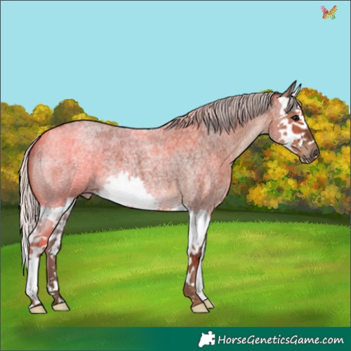 Horse Color:Silver Blue Roan Splash 
