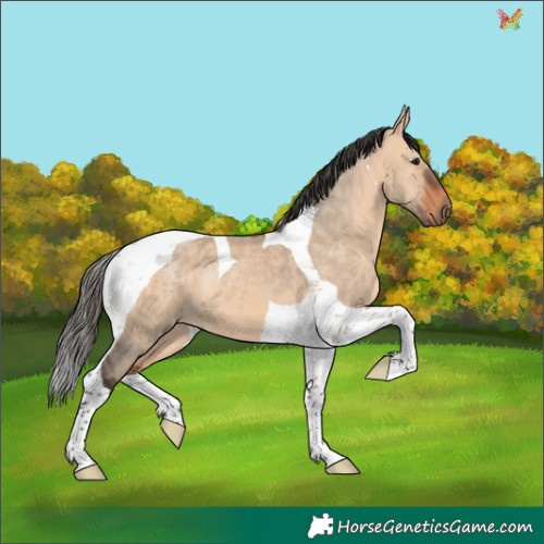 Horse Color:Brown Dun Tobiano 