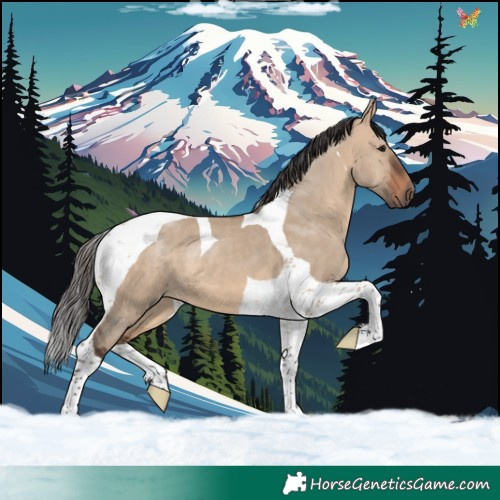 Horse Color:Brown Dun Tobiano 