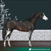 Horse Color:Brown Sabino 