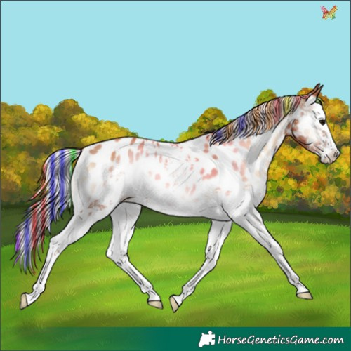 Horse Color:Painted White Spotted Silver Classic Champagne Onyx Splash Appaloosa 