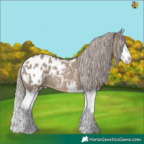 Horse Color:Silver Grullo Sabino Splash Appaloosa 