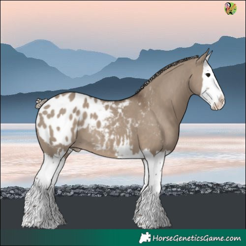Horse Color:Silver Grullo Sabino Splash Blanket 