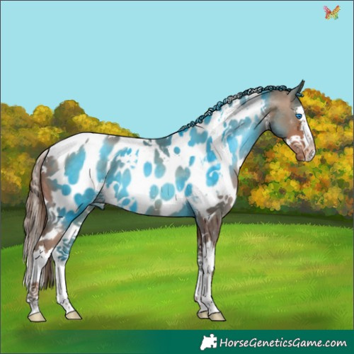 Horse Color:White Spotted Brown Pearl Splash Appaloosa 