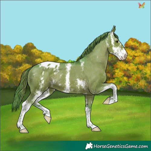 Horse Color:Watercolor Black Sabino Appaloosa 