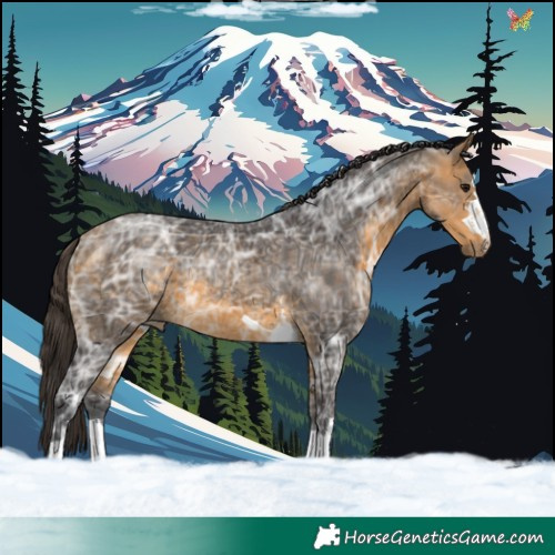 Horse Color:Buckskin Ice 