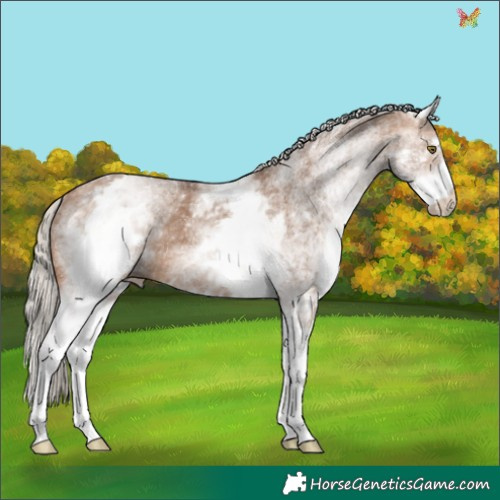 Horse Color:White Spotted Silver Bay Dun Rabicano 