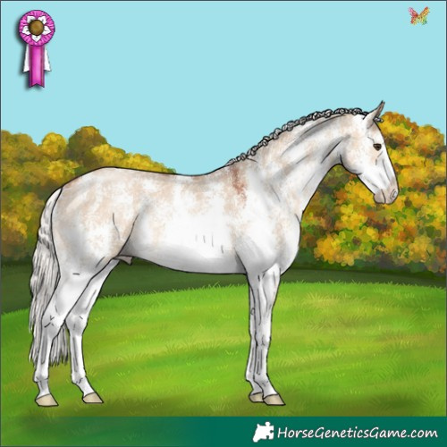 Horse Color:Silver Bay Dun Sabino Rabicano 