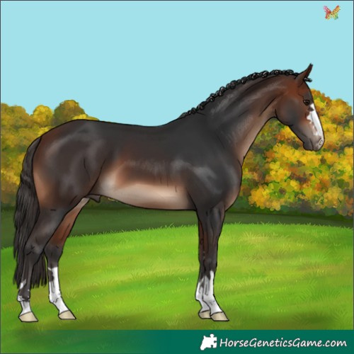 Horse Color:Bay 