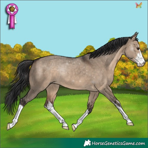 Horse Color:White Spotted Brown Dun 