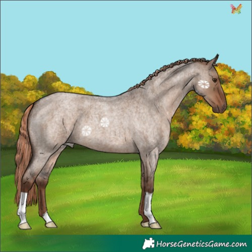 Horse Color:Liver Red Dun Roan 