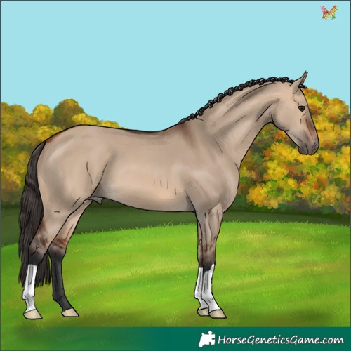 Horse Color:Bay Dun 