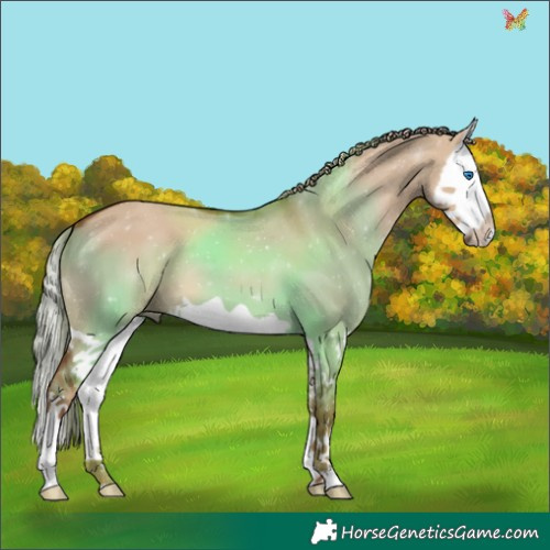 Horse Color:Red Dun Splash 