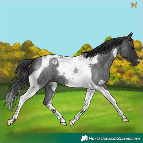 Horse Color:Blue Roan Tobiano 