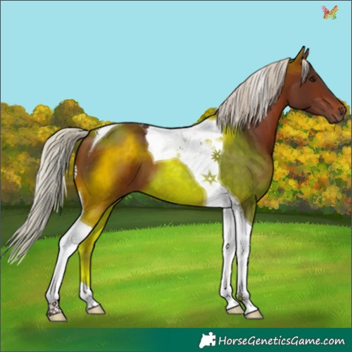 Horse Color:Silver Brown Tobiano 