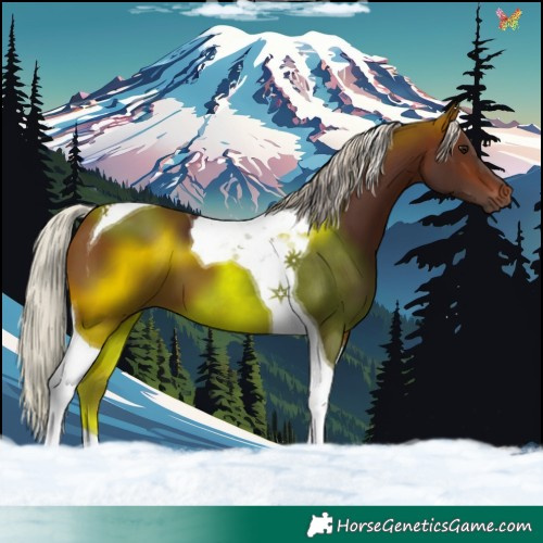 Horse Color:Silver Brown Tobiano 
