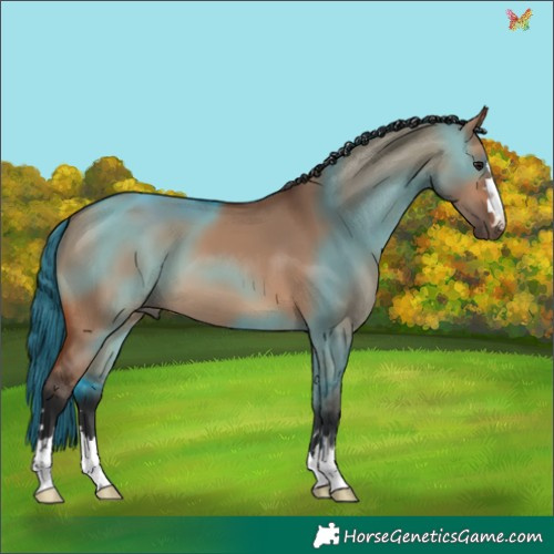 Horse Color:Bay Dun 