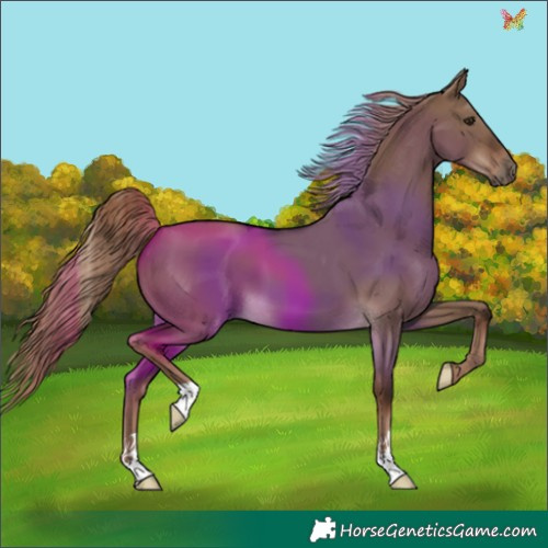 Horse Color:Liver Red Dun 