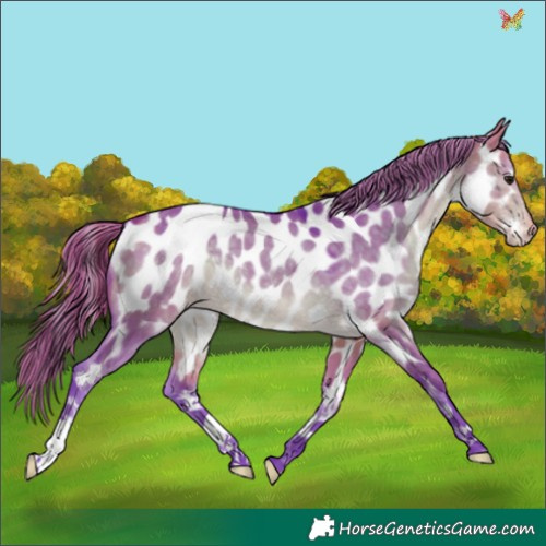 Horse Color:Watercolor Buckskin Dun Appaloosa 