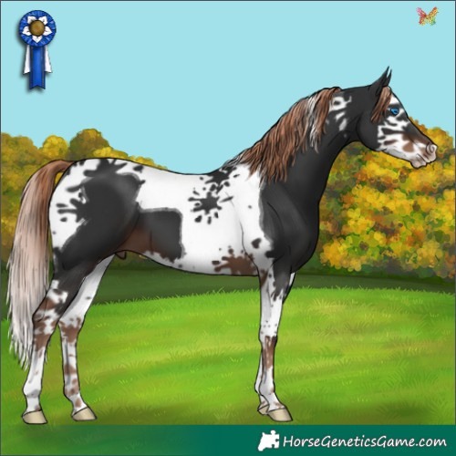 Horse Color:Liver Chestnut Splash Tobiano 