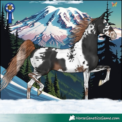Horse Color:Liver Chestnut Splash Tobiano 