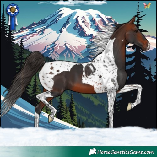 Horse Color:Bay Tobiano 