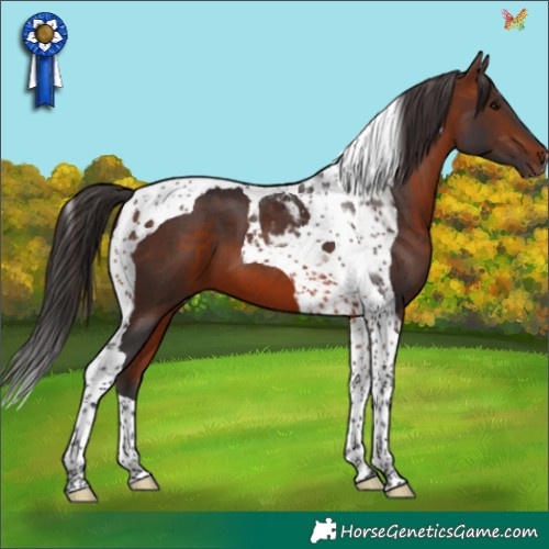 Horse Color:Bay Tobiano 