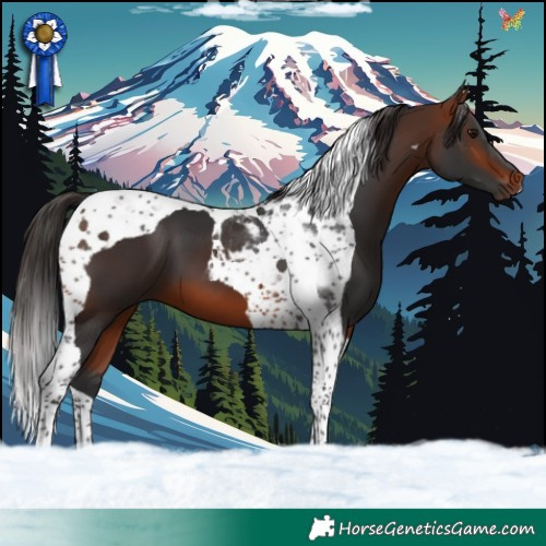 Horse Color:Bay Tobiano 