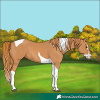Horse Color:Chestnut Splash Tobiano 