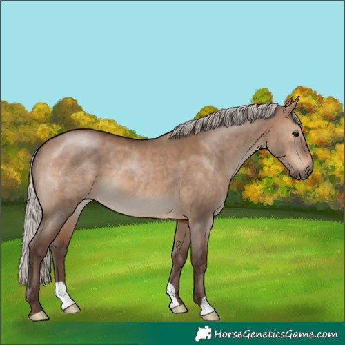 Horse Color:Silver Brown Dun