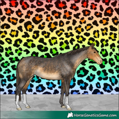 Horse Color:Buckskin Varnish 