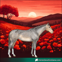 Horse Color:Buckskin Appaloosa 
