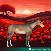 Horse Color:Buckskin Appaloosa