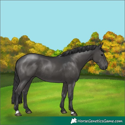 Horse Color:Black Rabicano 