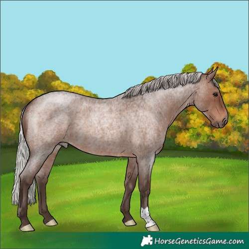 Horse Color:Silver Brown Roan
