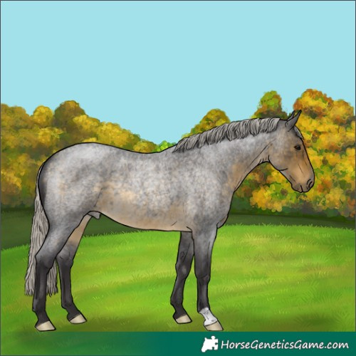 Horse Color:Silver Buckskin Roan 