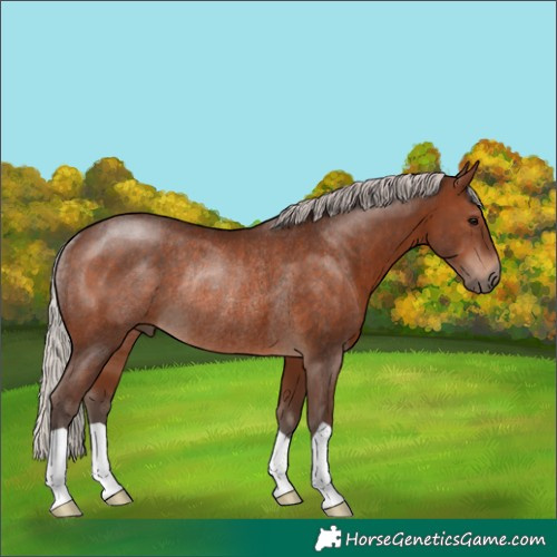 Horse Color:Silver Brown Rabicano 