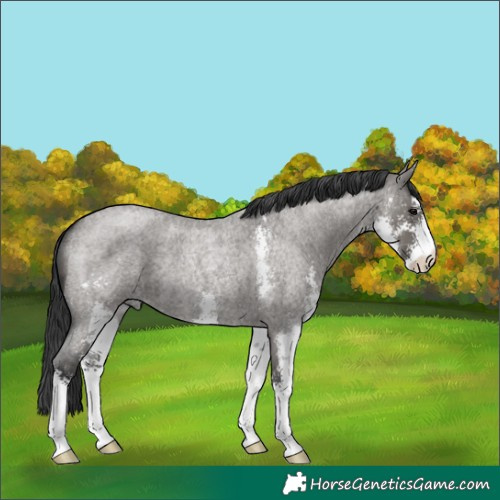 Horse Color:Grullo Roan Sabino 