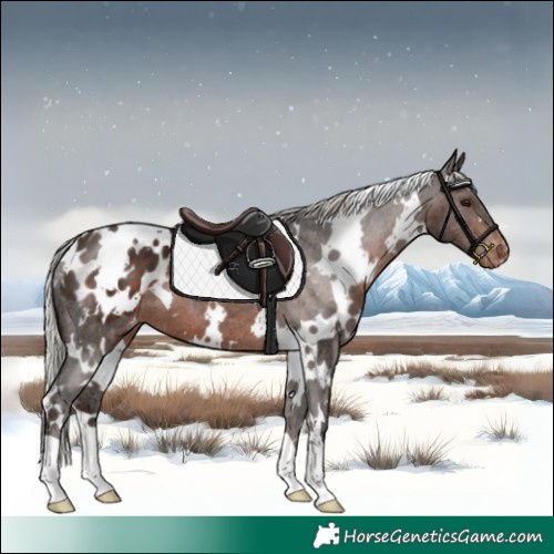 Horse Color:White Spotted Silver Brown Appaloosa 