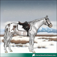 Horse Color:White Spotted Silver Brown Appaloosa 
