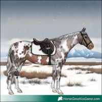 Horse Color:White Spotted Silver Brown Appaloosa 