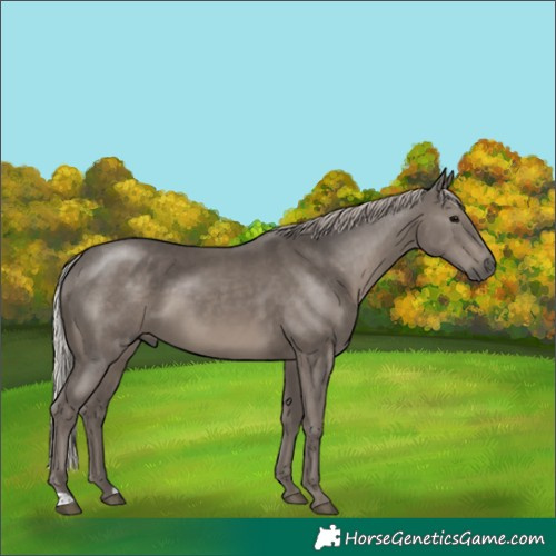 Horse Color:Silver Black 