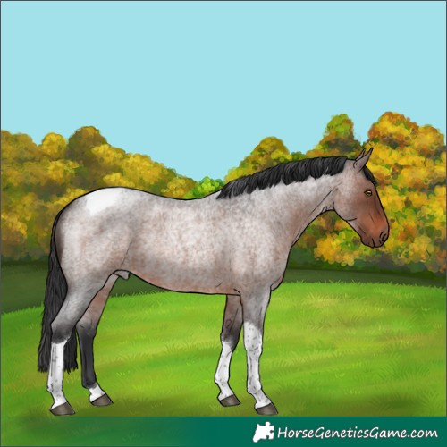 Horse Color:Brown Roan Tobiano Rabicano 
