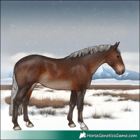 Horse Color:Silver Brown 