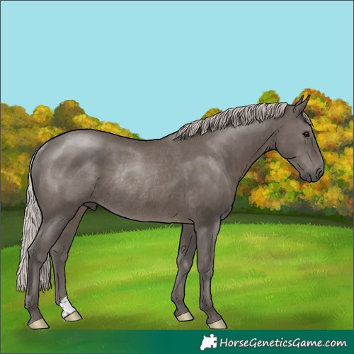 Horse Color:Silver Black Rabicano