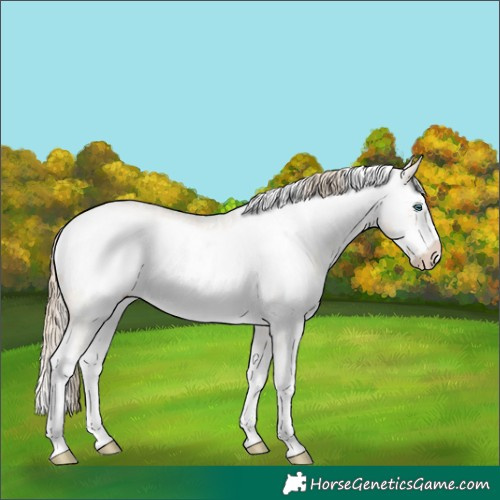 Horse Color:White Spotted Perlino Dun Sabino Frame Rabicano 