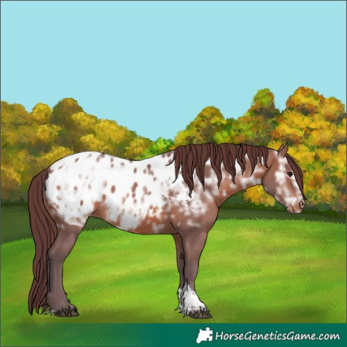 Horse Color:Chocolate Brown Ice Tobiano Appaloosa 