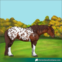 Horse Color:Chocolate Bay Ice Tobiano Appaloosa 