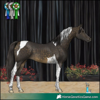 Horse Color:Buckskin Tobiano 