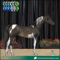 Horse Color:Buckskin Tobiano